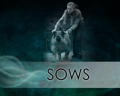 Sows